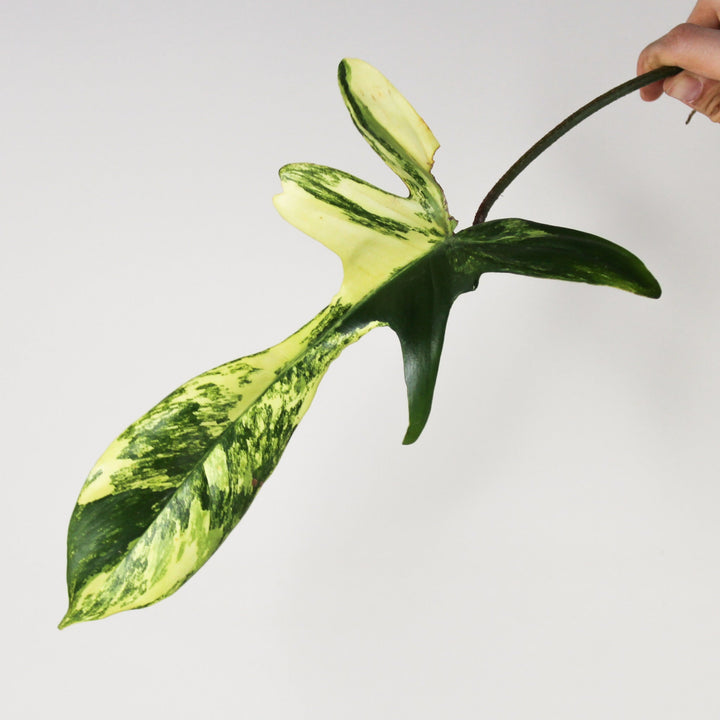 Philodendron Florida Beauty - Ableger Foliage Dreams