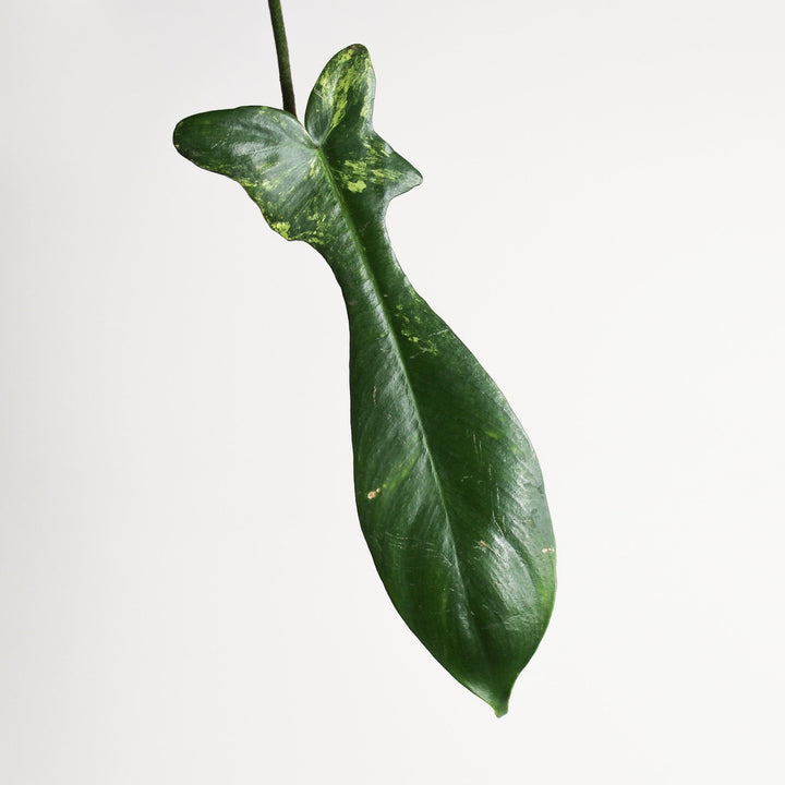 Philodendron Florida Beauty - Ableger Foliage Dreams