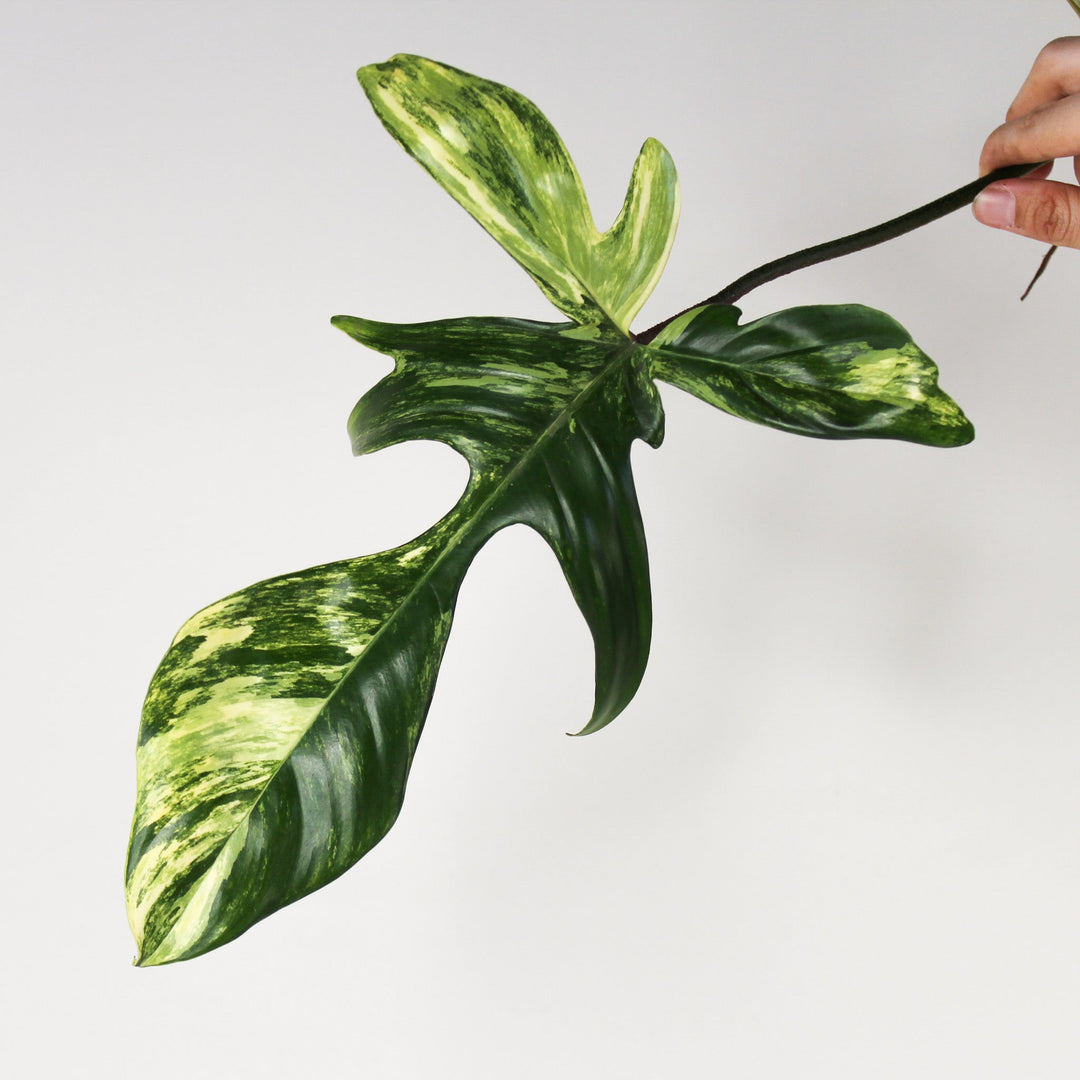 Philodendron Florida Beauty - Ableger Viel Foliage Dreams