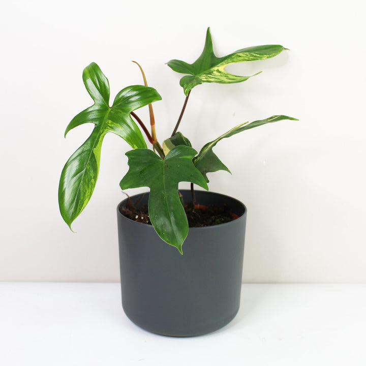 Philodendron Florida Beauty Foliage Dreams