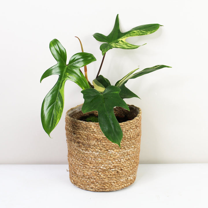 Philodendron Florida Beauty Foliage Dreams