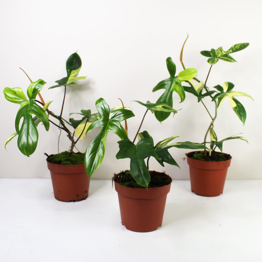 Philodendron Florida Beauty Foliage Dreams