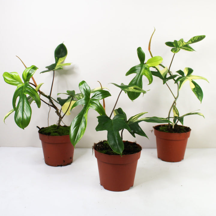 Philodendron Florida Beauty Foliage Dreams