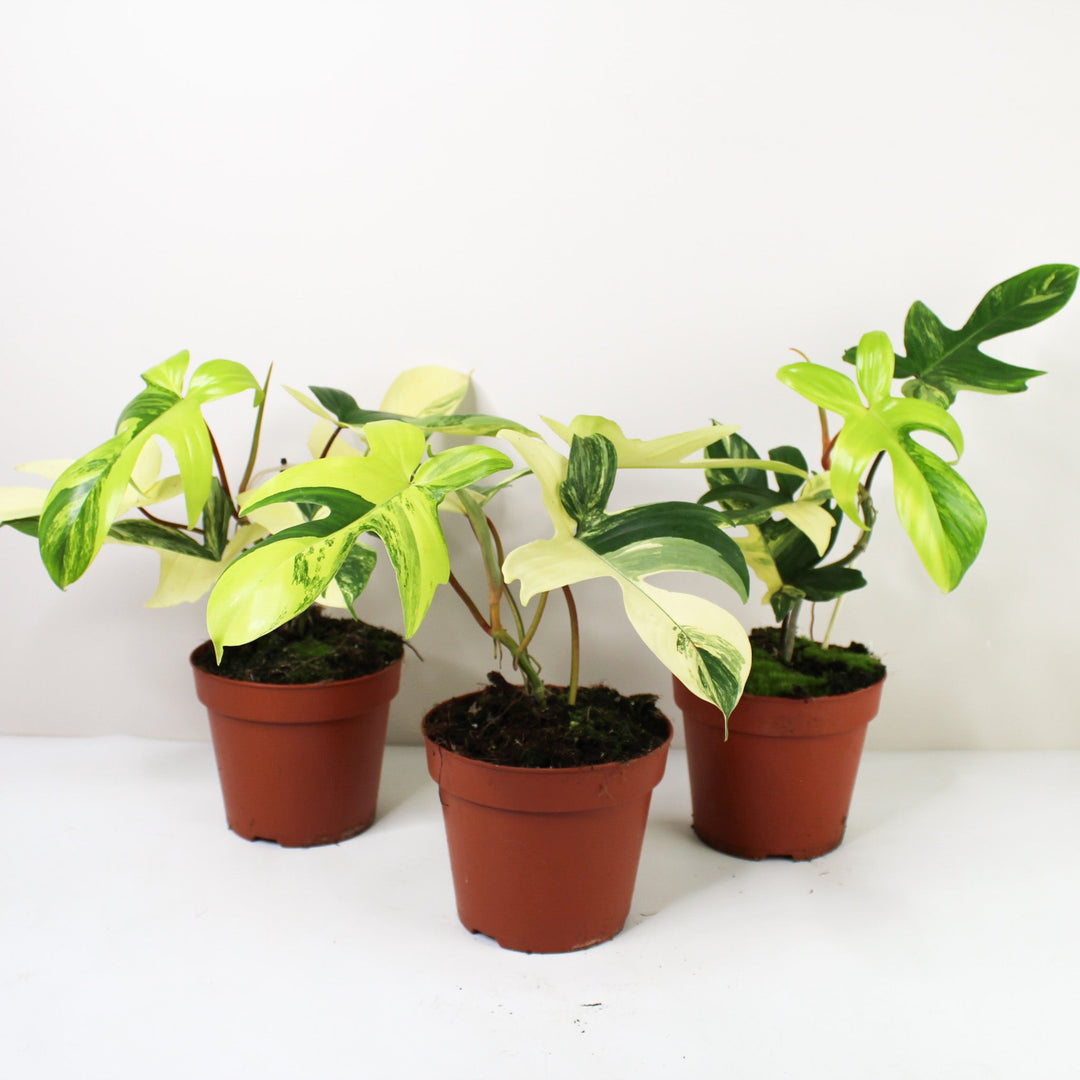 Philodendron Florida Beauty Foliage Dreams