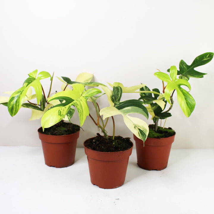 Philodendron Florida Beauty Foliage Dreams