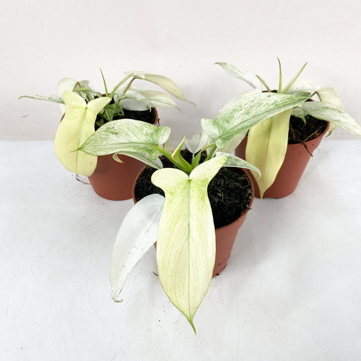 Philodendron Florida Ghost Foliage Dreams