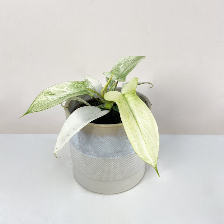 Philodendron Florida Ghost M Foliage Dreams