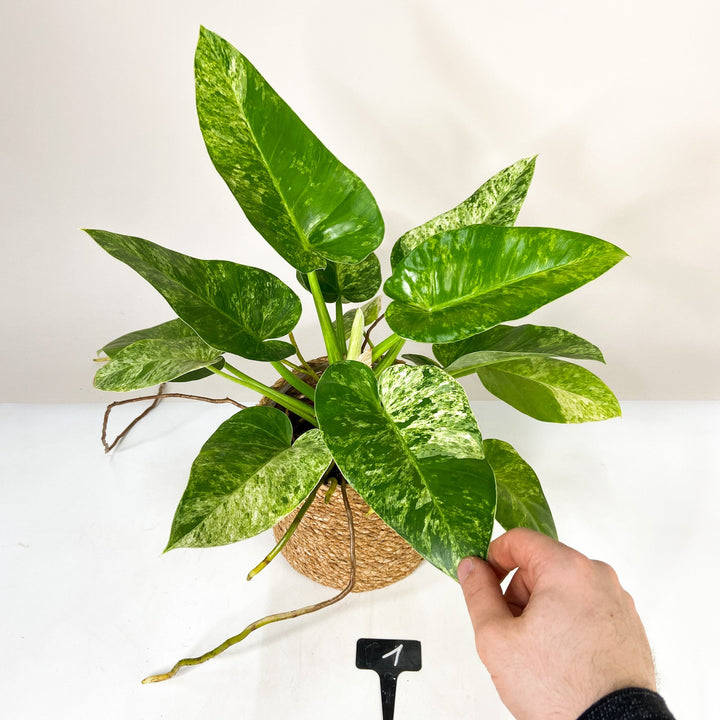 Philodendron Giganteum Variegata ‘Blizzard’ 1 Foliage Dreams