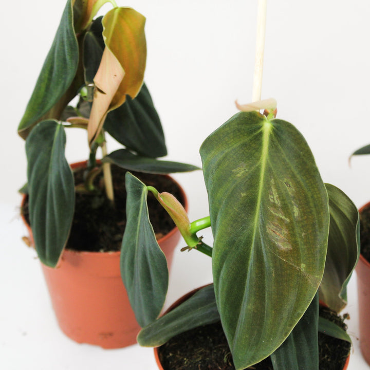Philodendron gigas Foliage Dreams