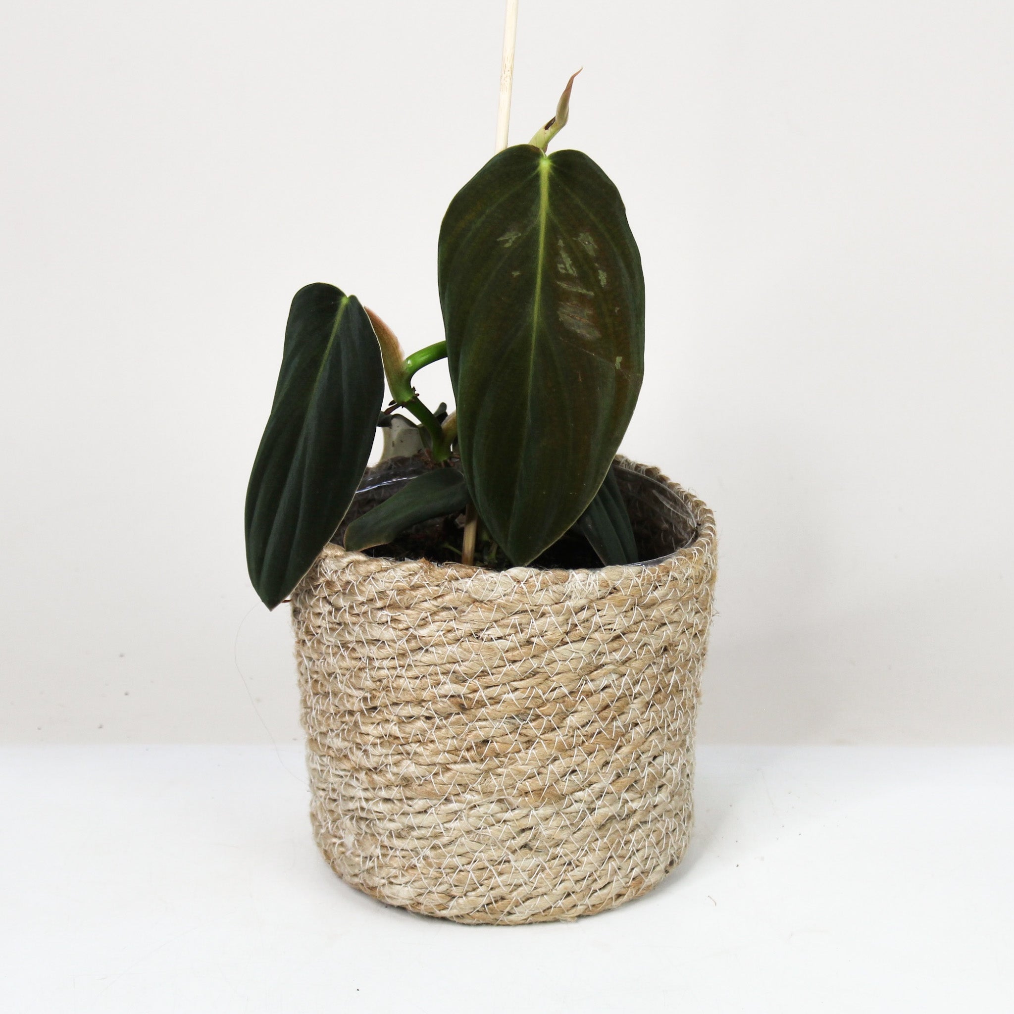 Philodendron Gigas – Foliage Dreams