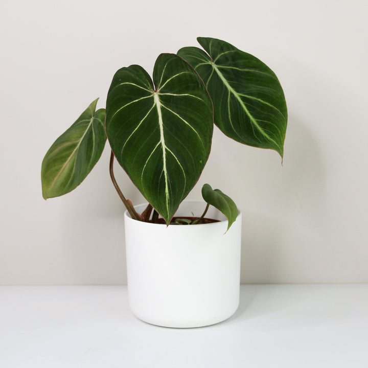 Philodendron Gloriosum Zebra 'Pink Back' Foliage Dreams