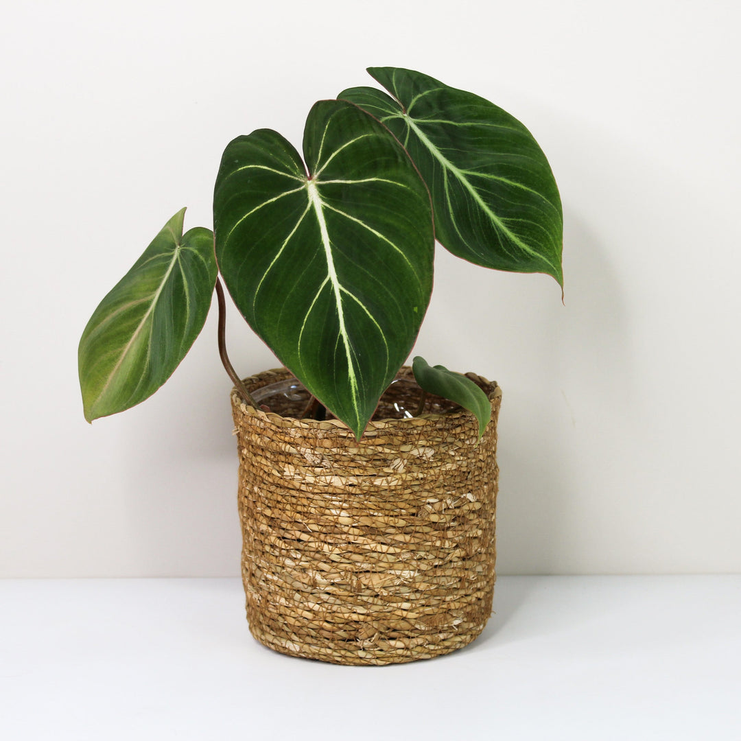 Philodendron Gloriosum Zebra 'Pink Back' Foliage Dreams