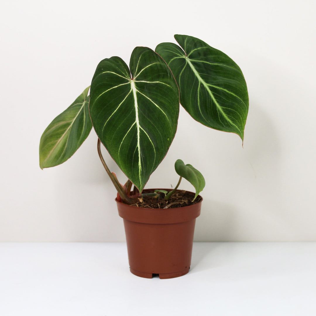 Philodendron Gloriosum Zebra 'Pink Back' Foliage Dreams