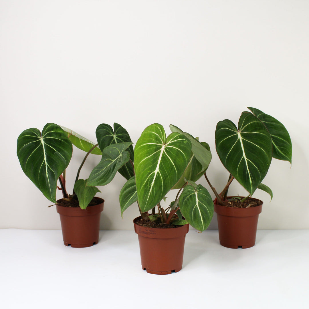 Philodendron Gloriosum Zebra 'Pink Back' Foliage Dreams