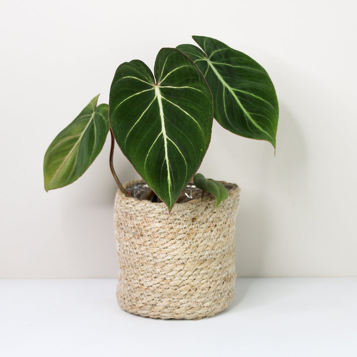 Philodendron Gloriosum Zebra 'Pink Back' S Foliage Dreams