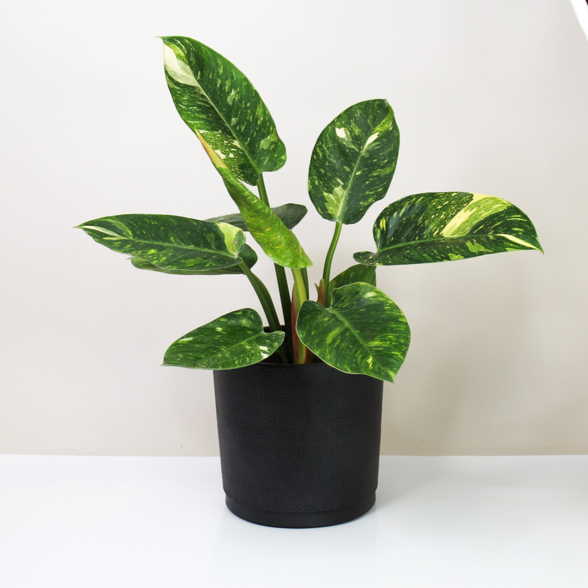 Philodendron Green Congo Variegata – Foliage Dreams