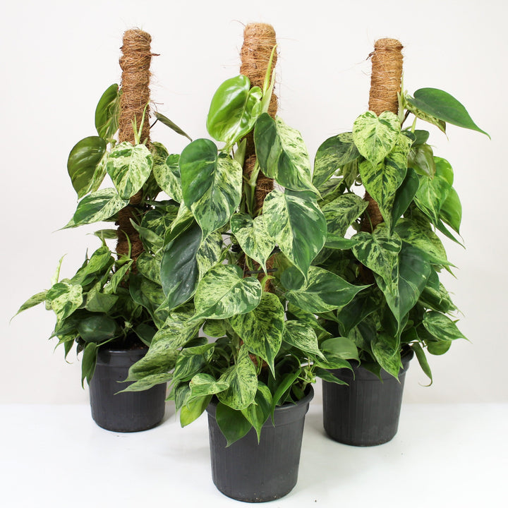 Philodendron Hederaceum Oxycardium Variegata L Foliage Dreams
