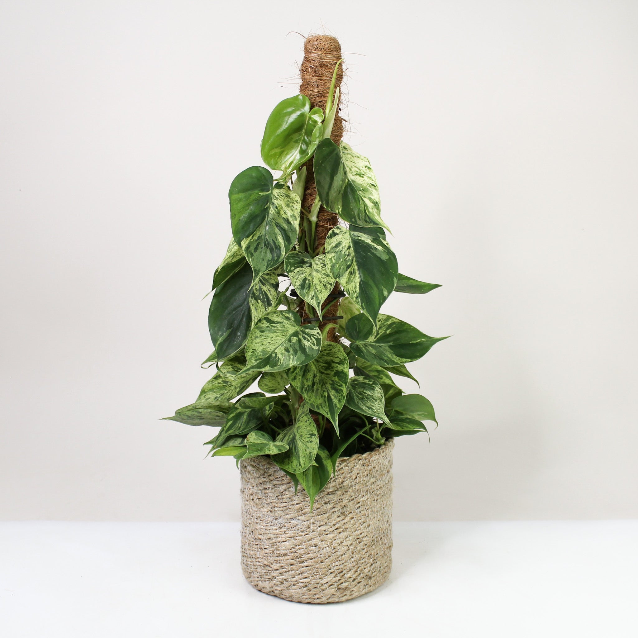philodendron hederaceum pflege Philodendron Hederaceum Oxycardium Variegata – Foliage Dreams
