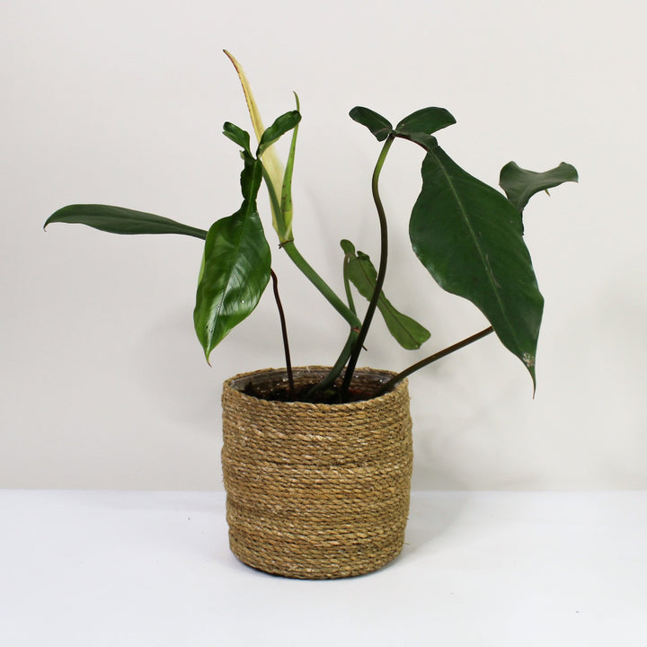 Philodendron Joepii Foliage Dreams
