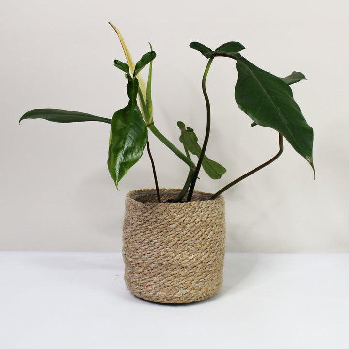Philodendron Joepii Foliage Dreams