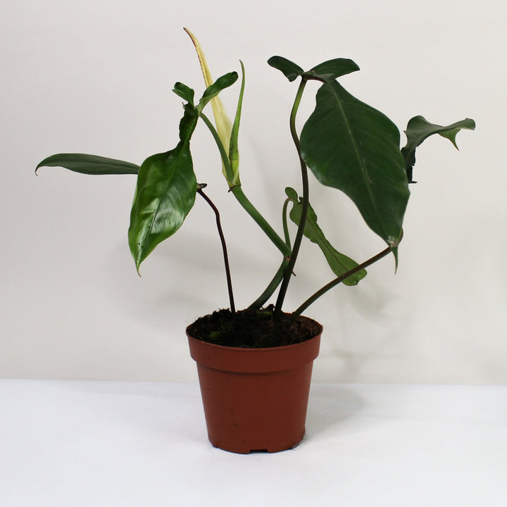 Philodendron Joepii Foliage Dreams
