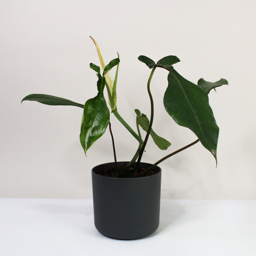 Philodendron Joepii Foliage Dreams