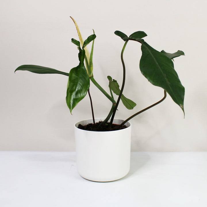 Philodendron Joepii Foliage Dreams