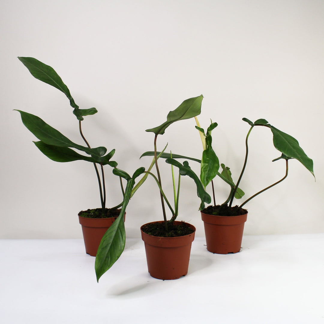 Philodendron Joepii Foliage Dreams