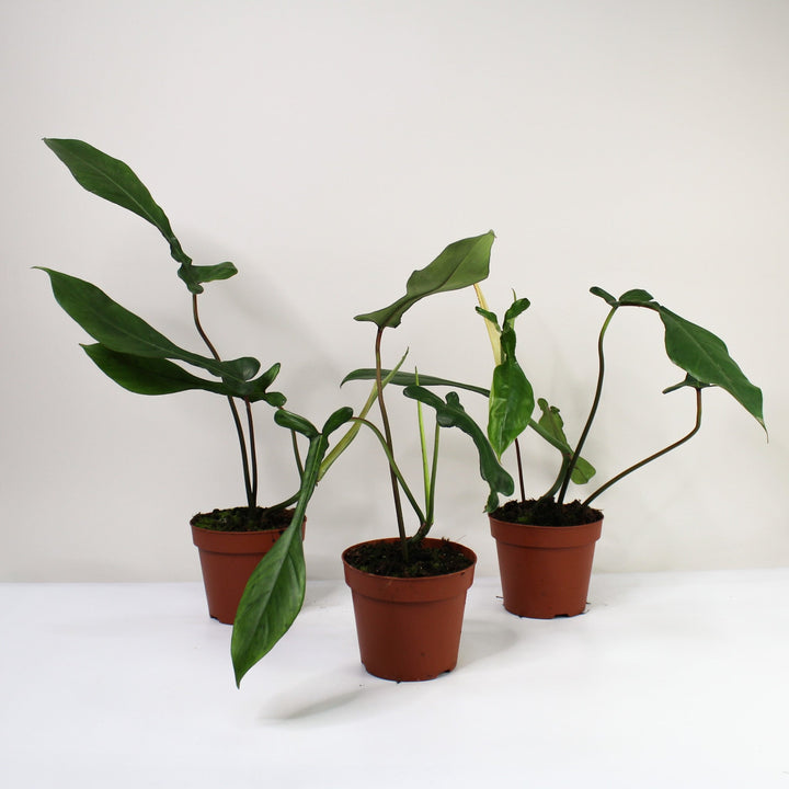 Philodendron Joepii Foliage Dreams