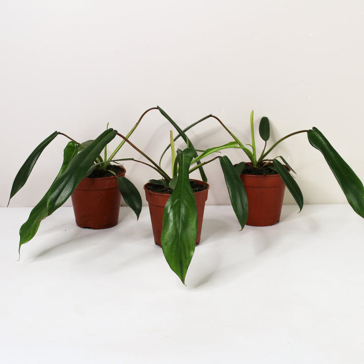 Philodendron Joepii Foliage Dreams
