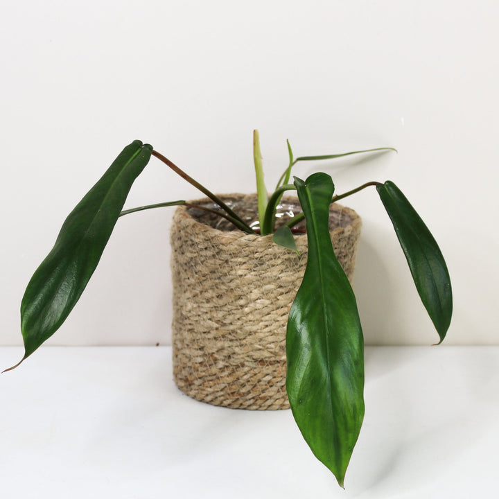 Philodendron Joepii Foliage Dreams