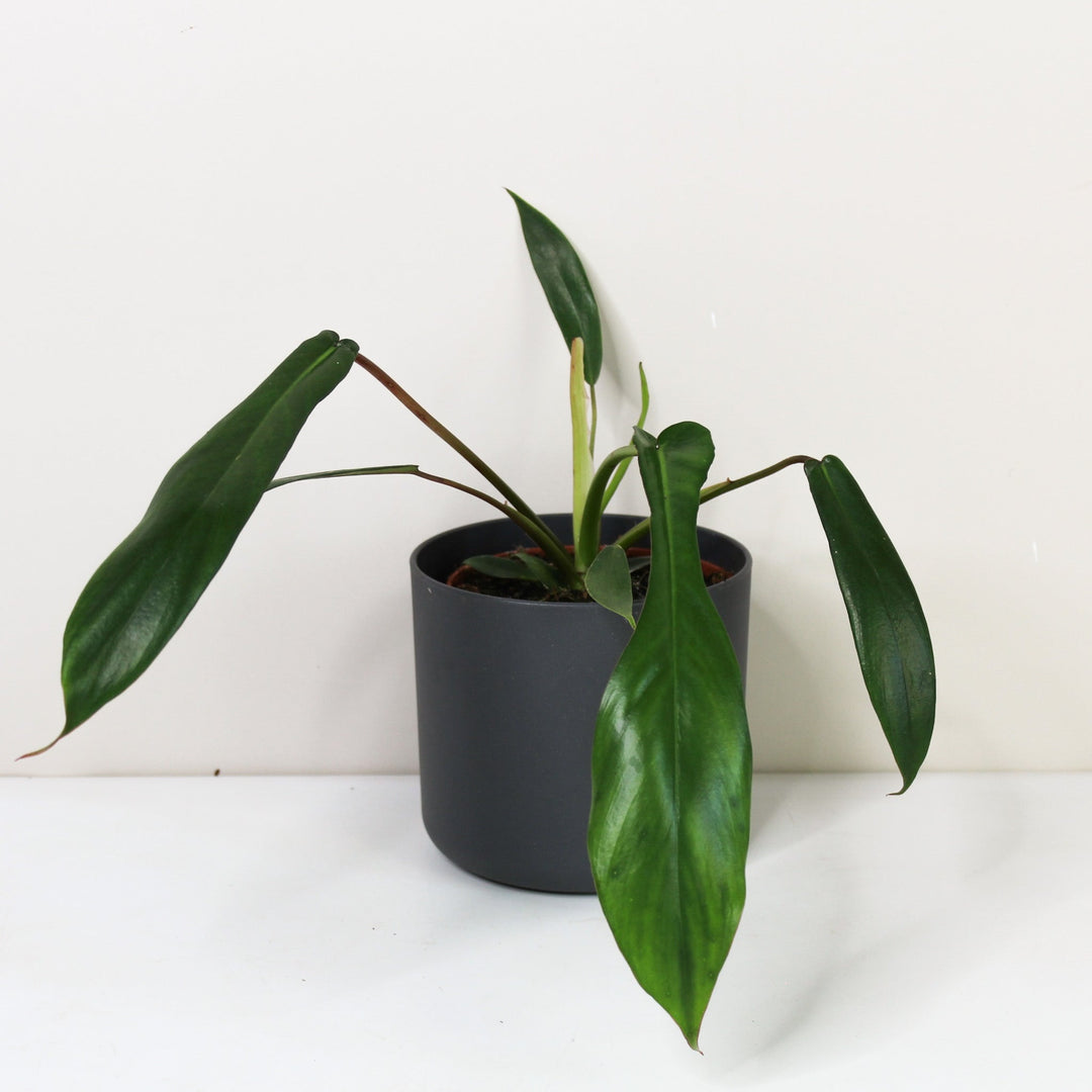 Philodendron Joepii Foliage Dreams