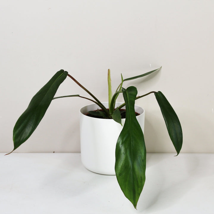 Philodendron Joepii Foliage Dreams