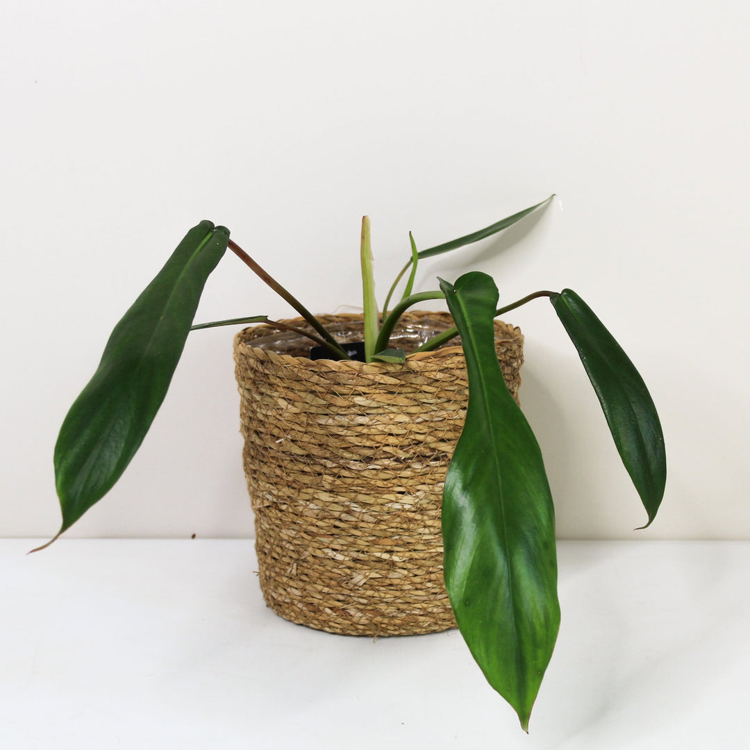 Philodendron Joepii M Foliage Dreams