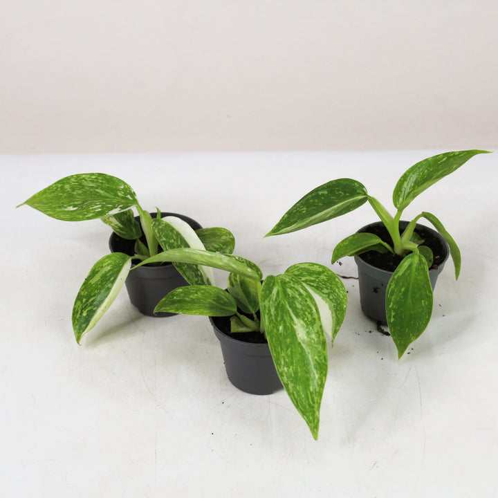 Philodendron Jose Buono - Babypflanze Foliage Dreams