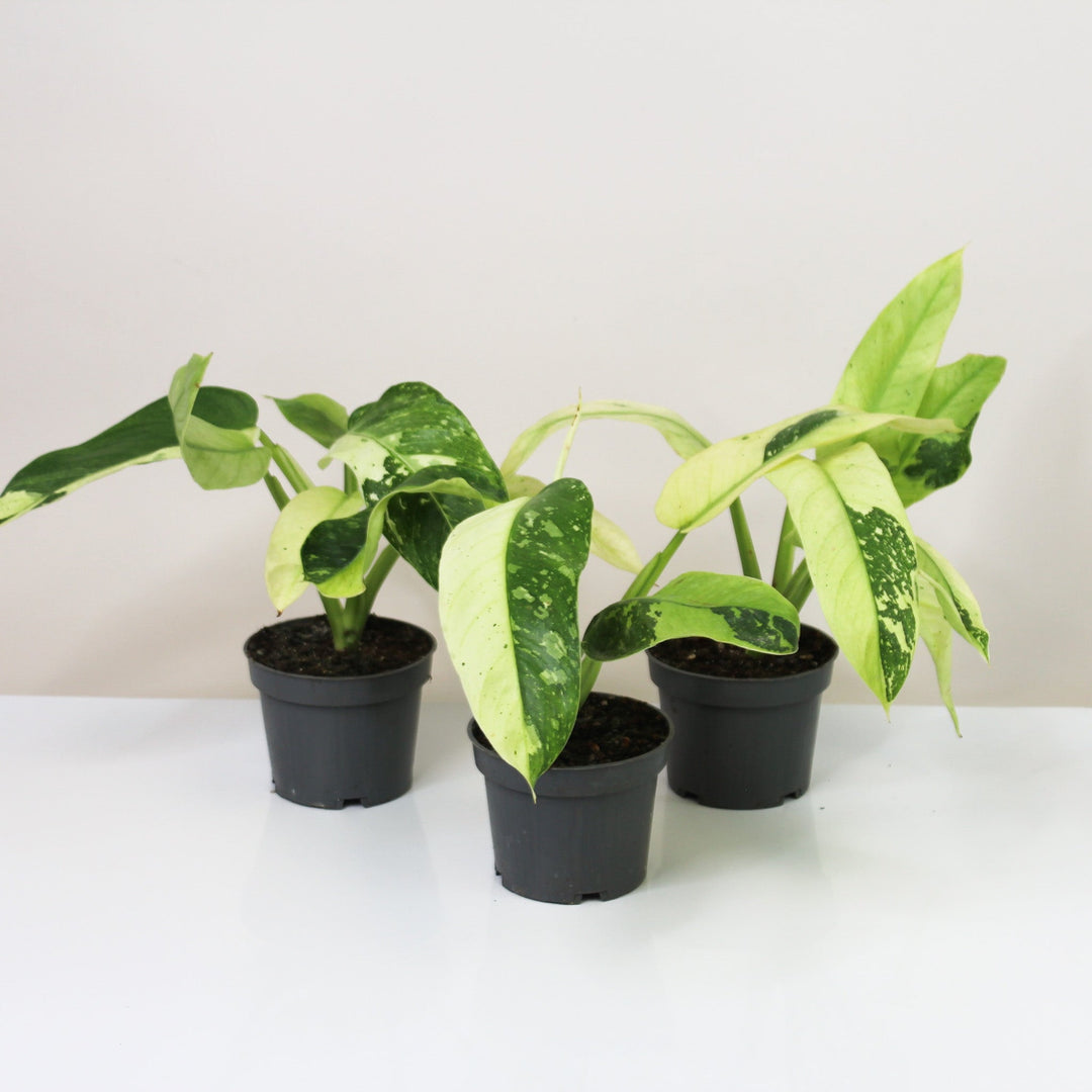 Philodendron Jose Buono Foliage Dreams