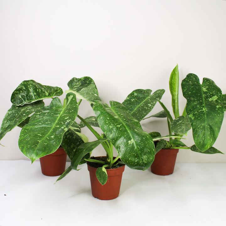 Philodendron Jose Buono L Foliage Dreams