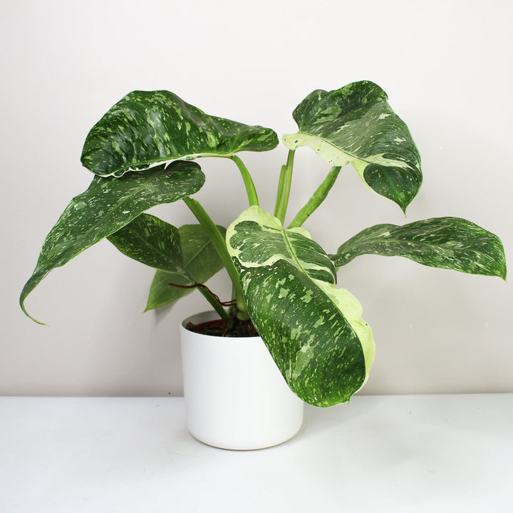 Philodendron Jose Buono L Foliage Dreams