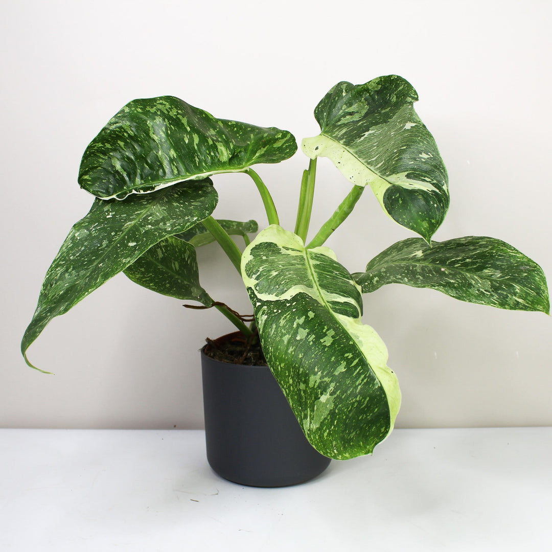Philodendron Jose Buono L Foliage Dreams