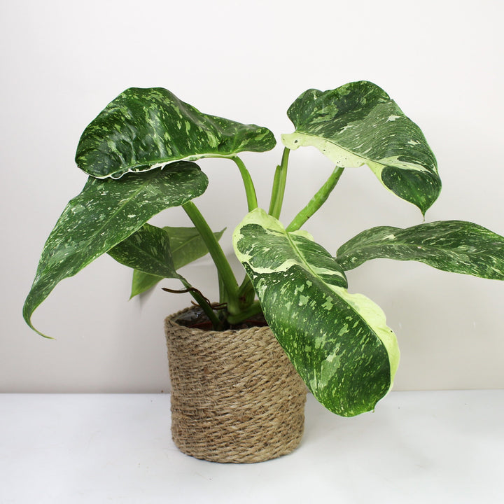 Philodendron Jose Buono L Foliage Dreams
