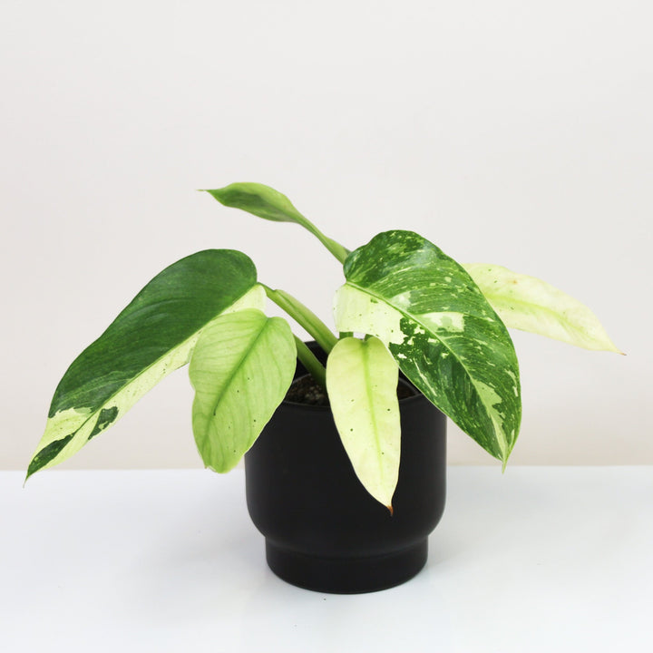 Philodendron Jose Buono M Foliage Dreams