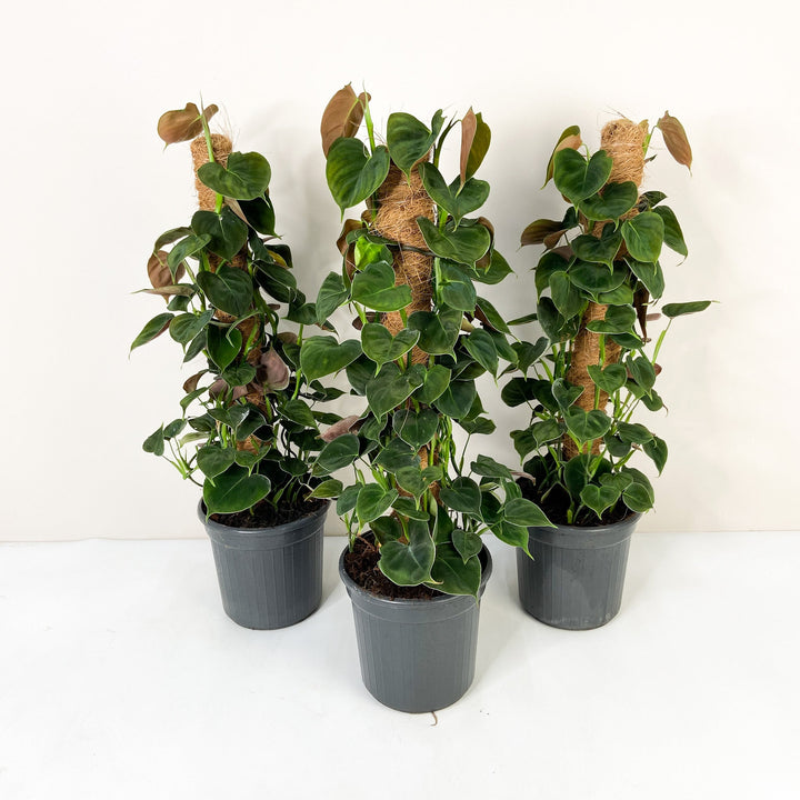 Philodendron Lupinum Foliage Dreams
