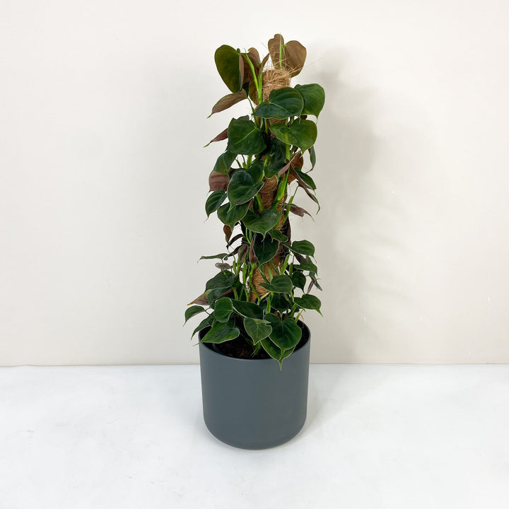 Philodendron Lupinum Foliage Dreams