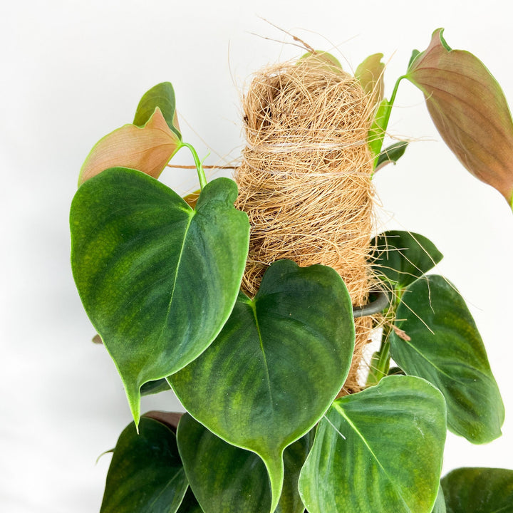 Philodendron Lupinum Foliage Dreams