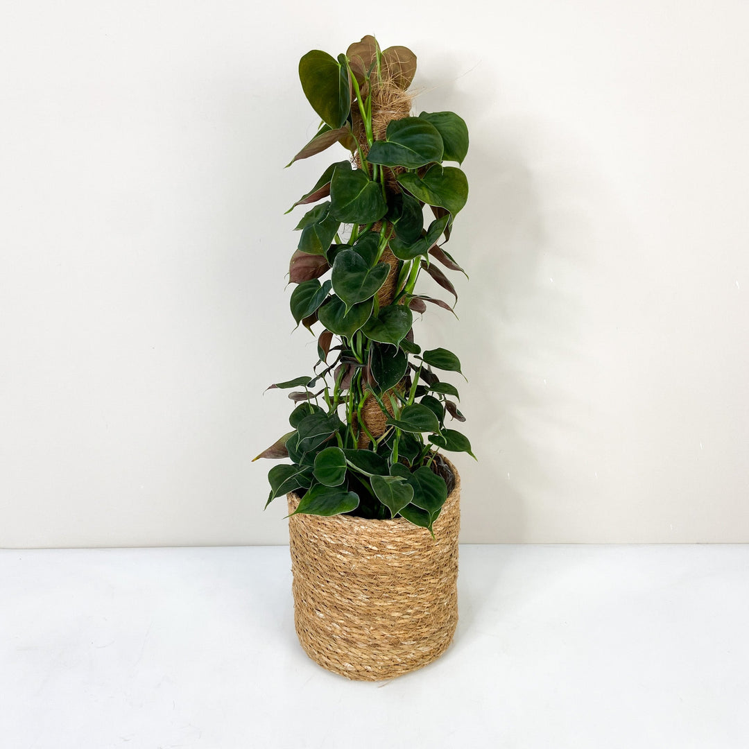 Philodendron Lupinum Foliage Dreams