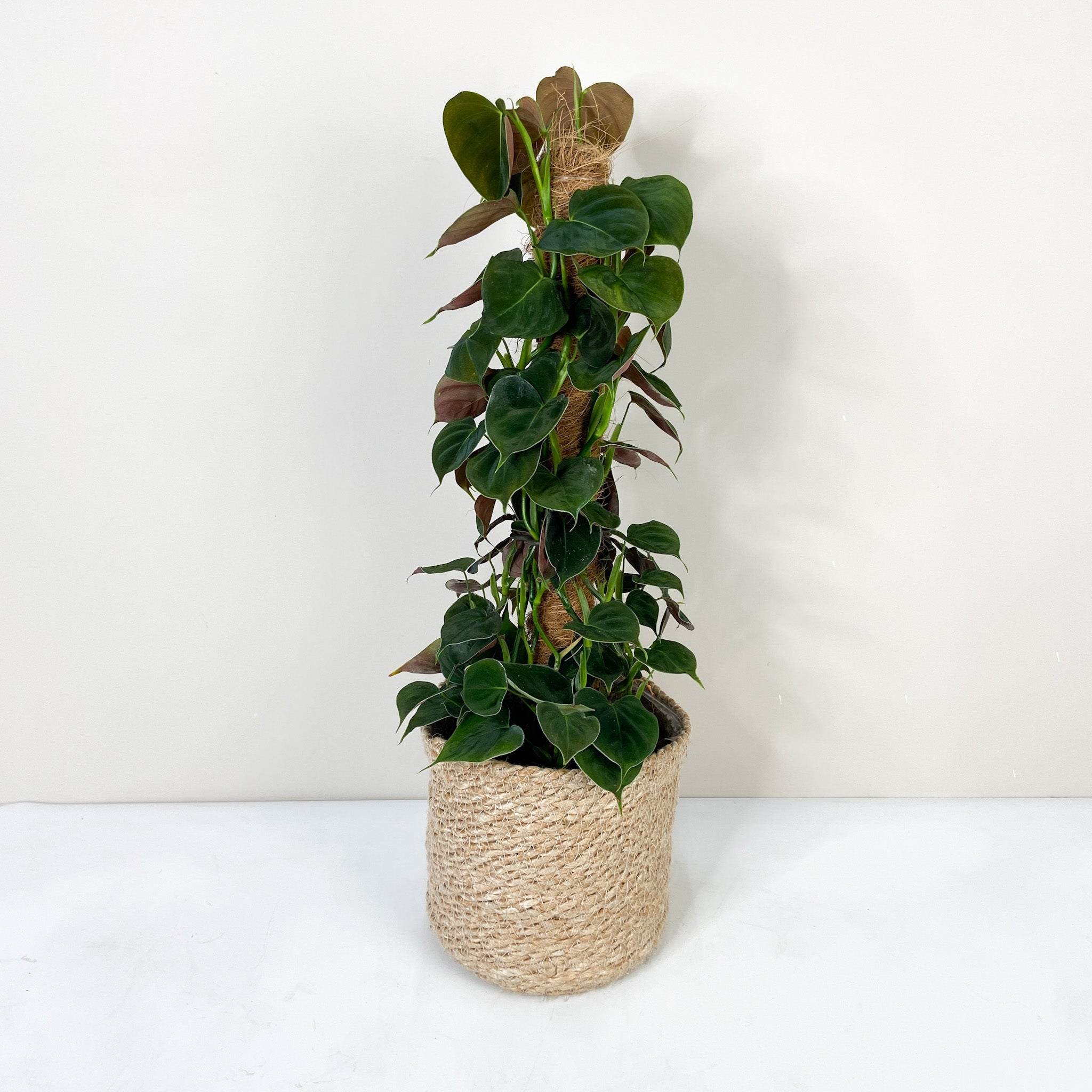 philodendron cf lupinum Philodendron Lupinum – Foliage Dreams