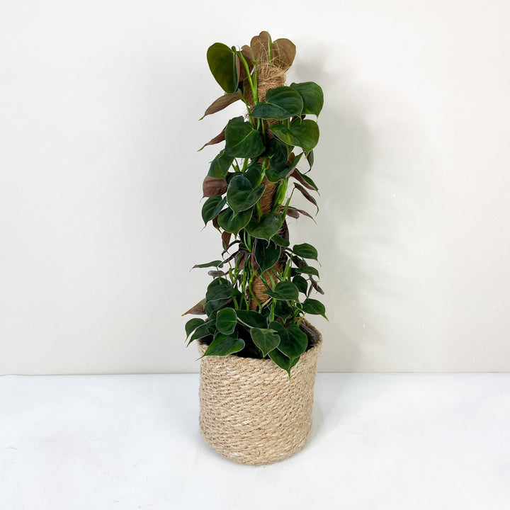 Philodendron Lupinum Foliage Dreams