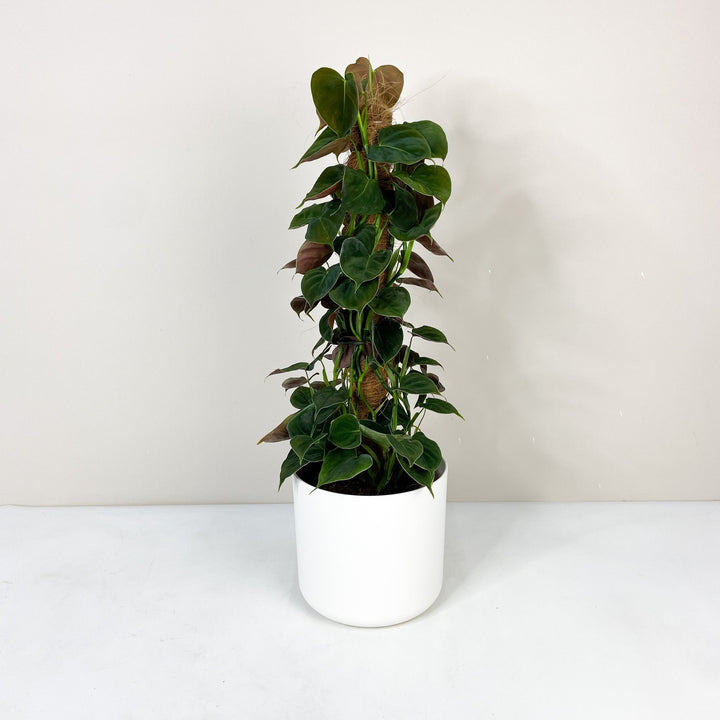 Philodendron Lupinum L Foliage Dreams