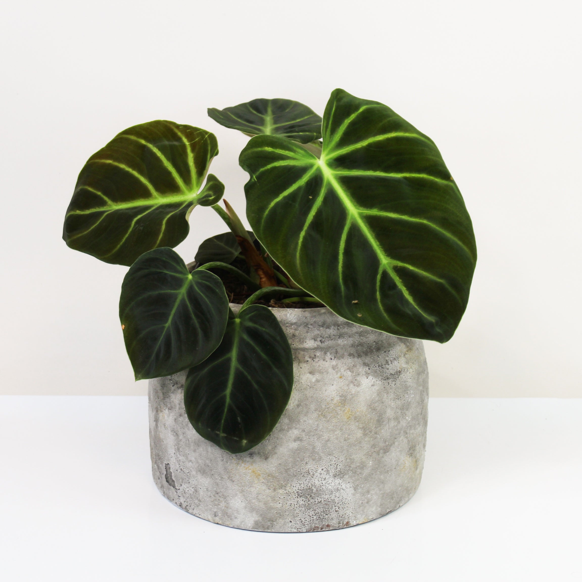 philodendron luxurians pflege Philodendron Luxurians – Foliage Dreams