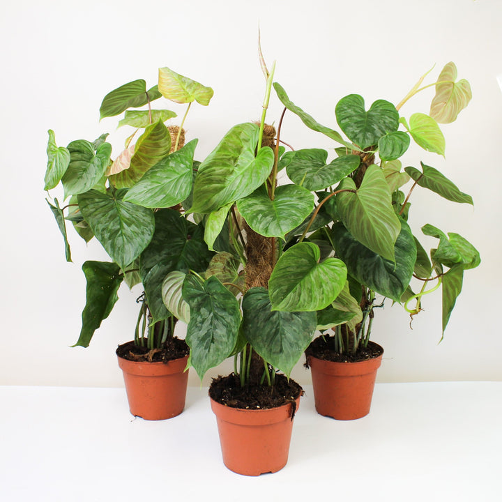 Philodendron Majestic Foliage Dreams